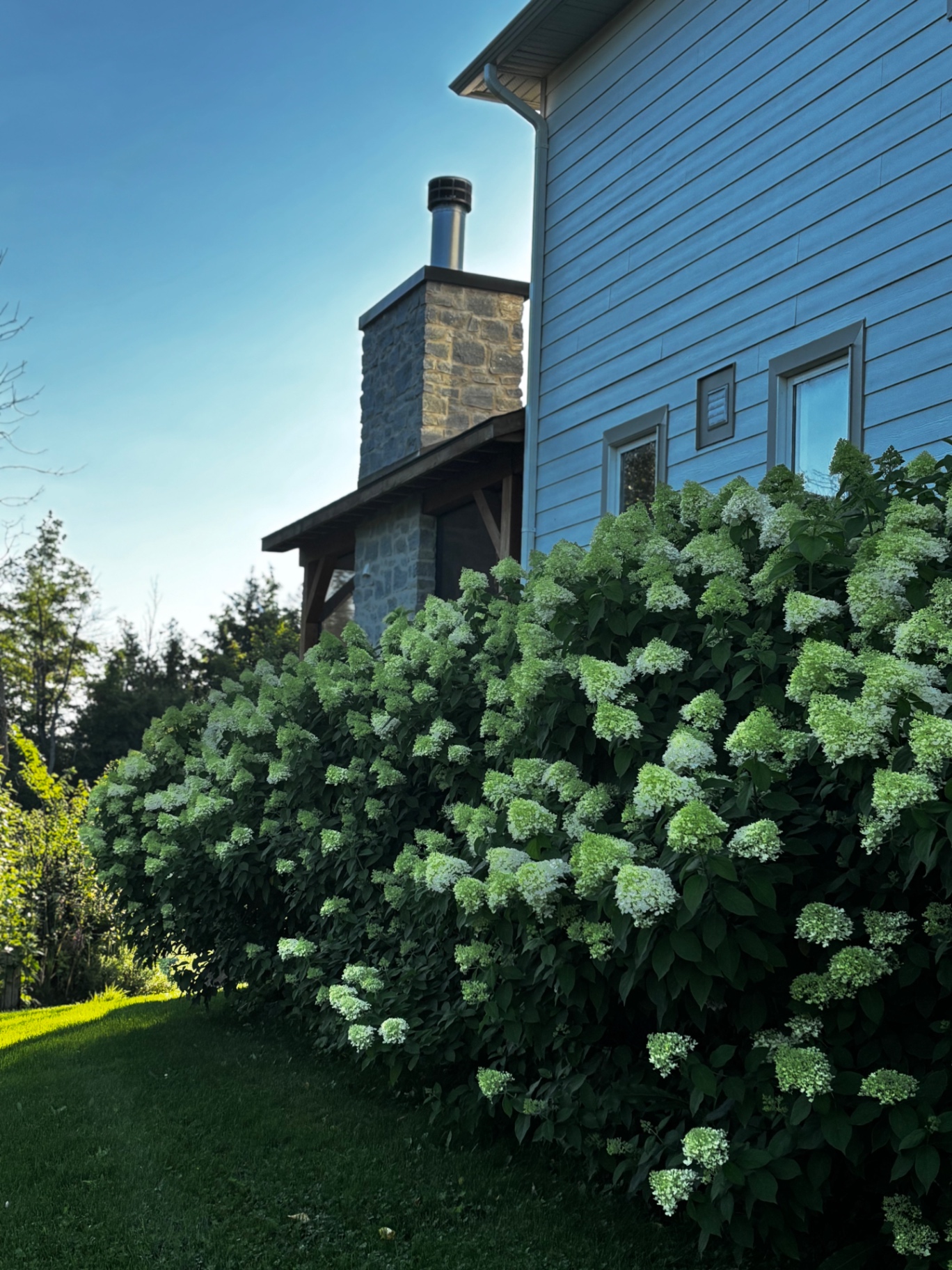 Limelight hydrangeas along a stone chimney